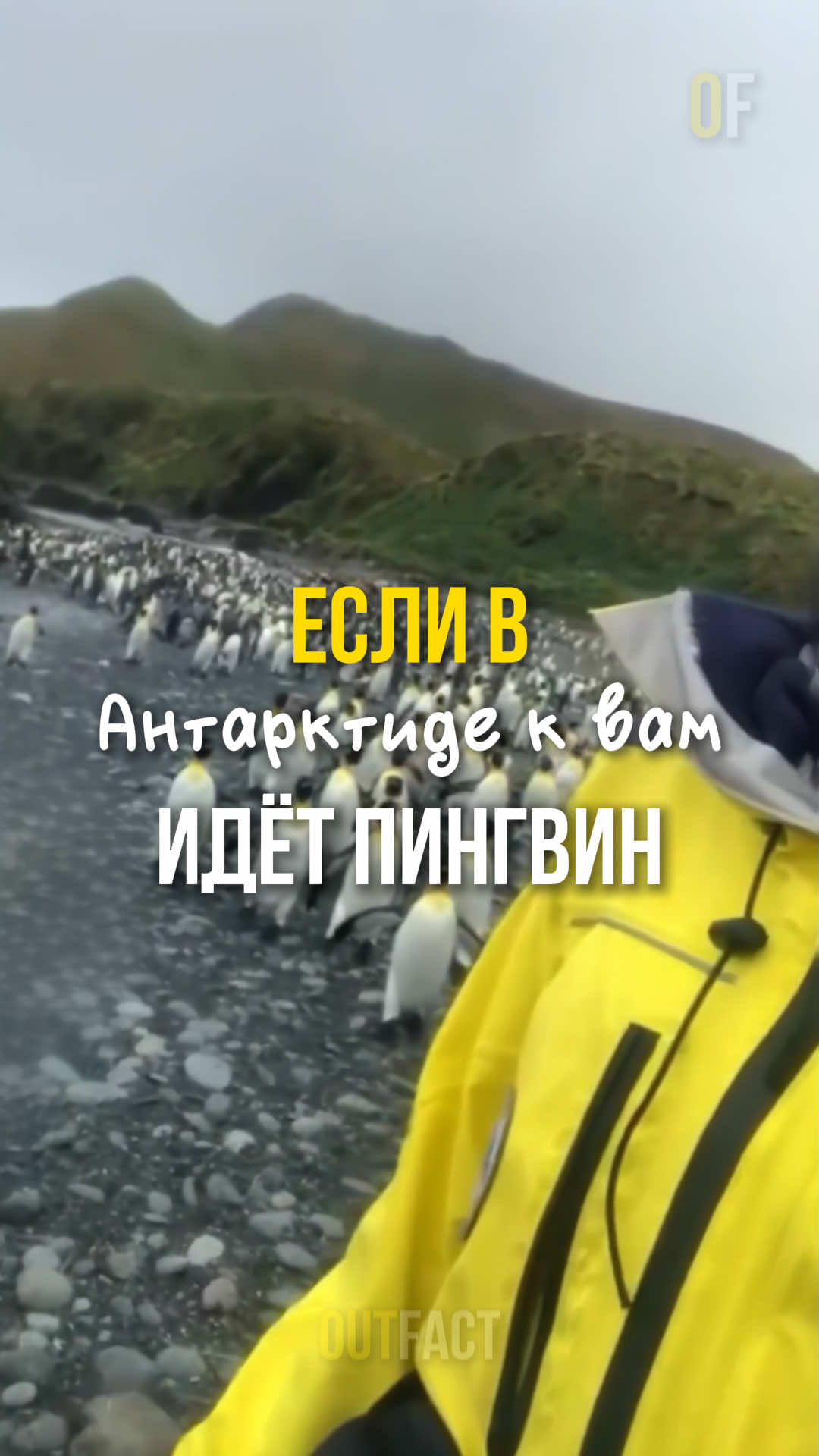 Почему пингвины не боятся людей? 🐧
