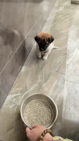 How cute 🥰 #dogtok #doglife #doglove #puppylove #cutepuppies 