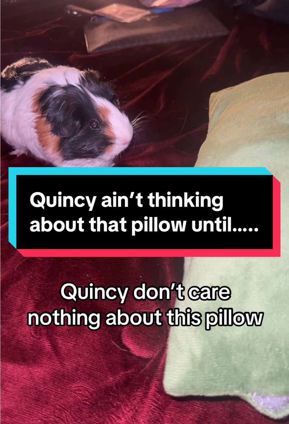 Quincy ain’t thinking nothing about that pillow until Oreo got on it 🤦🏽‍♀️🤣 #quniecelee #pets #PetsOfTikTok #guineapigsoftiktok #guineapigs 