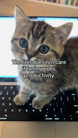 The lion does not care if he impedes productivity #kitty #TupacTheCat
