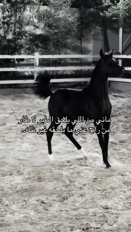 #خيل_وخياله🐎 #fyp #viral #اقتباسات #اكسبلورexplore 