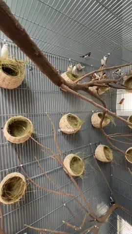 Emprit Jepang ready banyak! Cocok buat yang mau ternak atau nambah koloni di aviary. Burung ini terkenal rajin bertelur dan gampang adaptasi. #empritjepang #societyfinch #finchindonesia #burunghias #aviaryfinch 