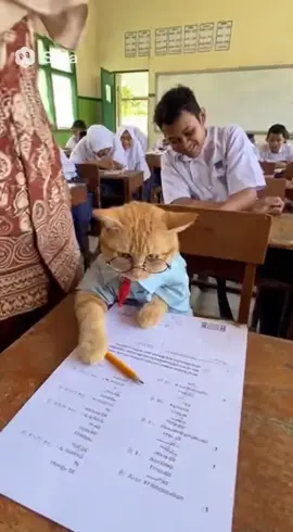 masih dengan si kucing orange 🤣😅 #cat #catlovers #catfunnymoments 