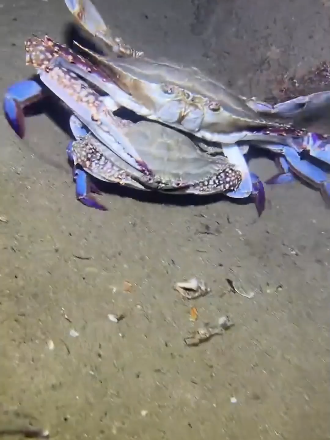 #fishing #diving #eels #crab #lobster #beach #deepsea #catchthesea #nature #sea