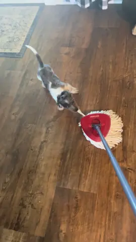 #puppylife 
