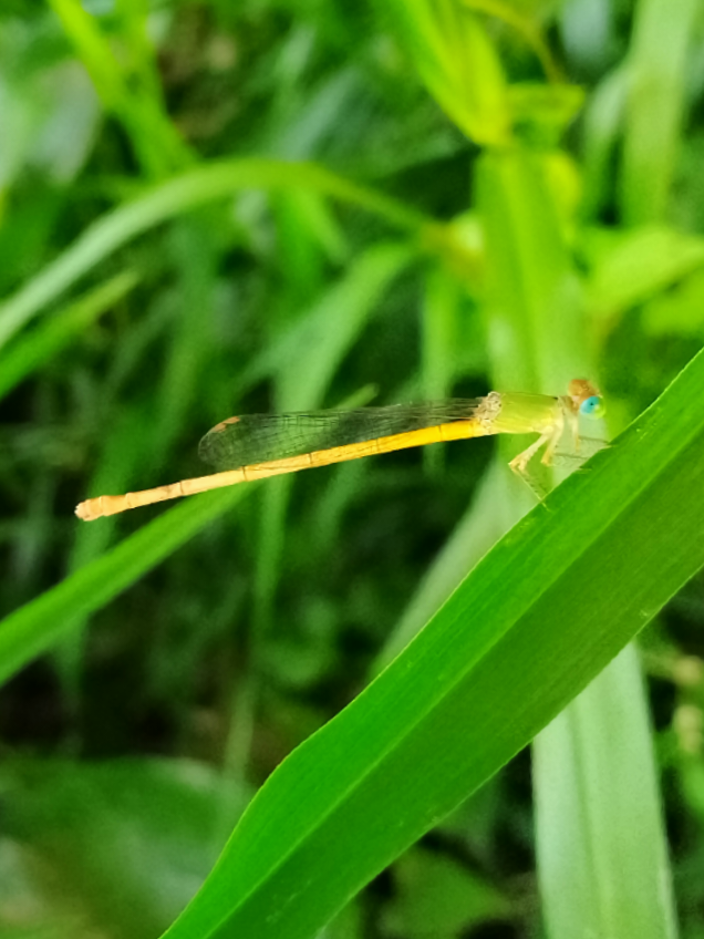 ফড়িং।             #grasshopper #animal #fyp #foryou #bangladesh 