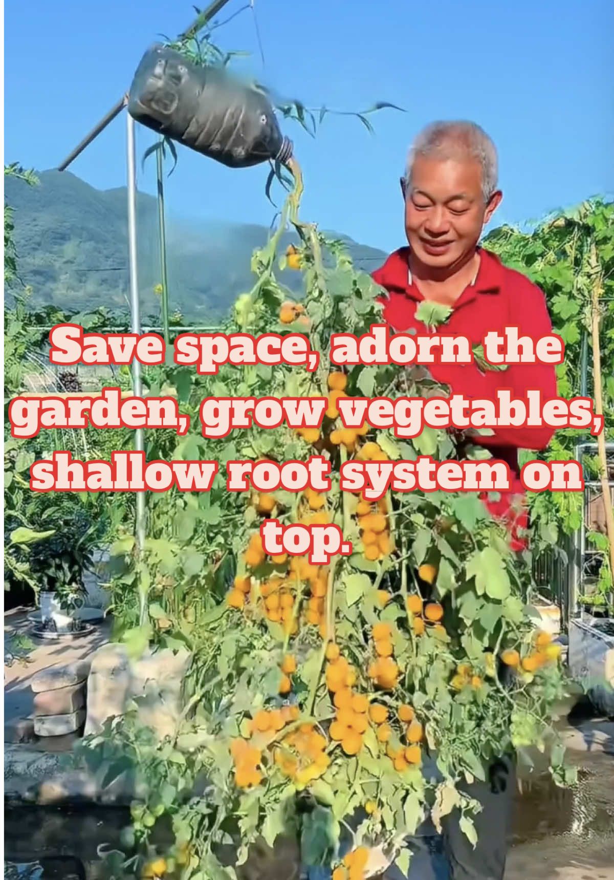 Save space, adorn the garden, grow vegetables, shallow root system on top.#agriculture #vegetablegarden #plantingtechniques #gardeningtips #planttips 