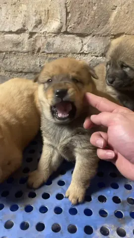 Càng cáu càng thích ghẹo 😄 #dog #cutedog 