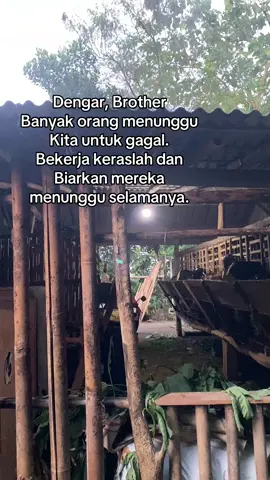 #peternak #peternakmudaindonesia #kambingetawakaligesing #sobatngaret #peternakkambing #purwokerto #banyumas #jawatengah #bankpakan #peternakkambingmuda #sobatngaretnusantara🔥🔥🔥 #peternakmuda #patikraja #peternakan #kambingetawa 