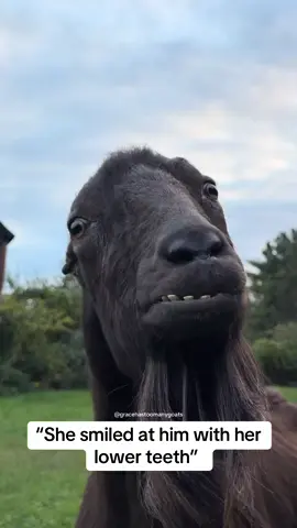 @Michael Scott the Goat #MichaelScottTheGoat #EarlessGoats #LaManchaGoats #GoatTok #GoatsofTikTok 