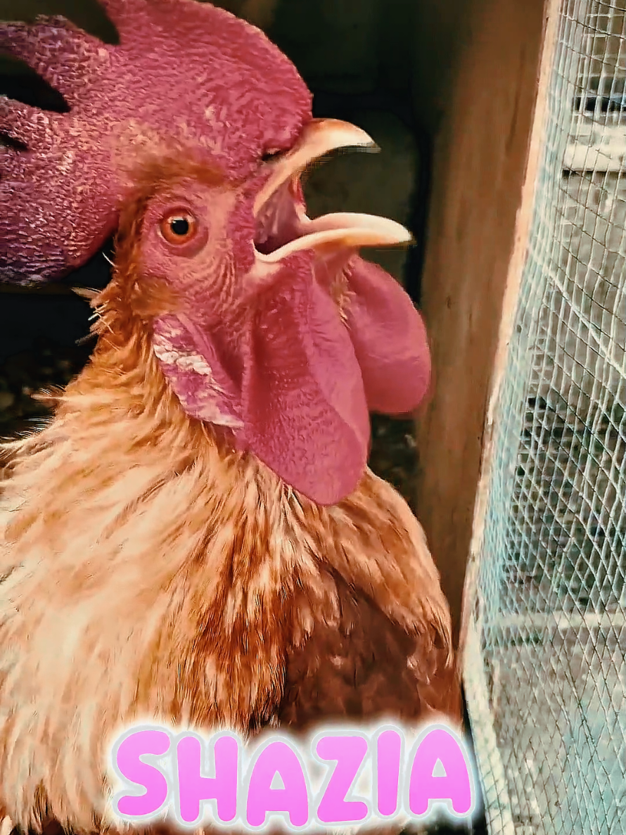 mention Shazia Name 😜  #trinding #foryou #rooster #vairal #fyp 