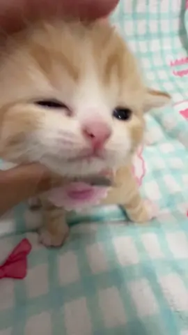 little cute cat meowing. #cutecat #meowing #catsounds 