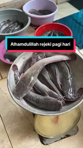 Alhamdulillah pagi pagi ada yang borong,Terimakasih🫰🏻#ikankonsumsi #budidayalele #budidayaikan #fyp 