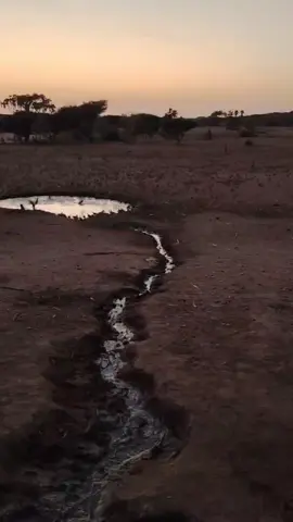 #مقناص_طيور 
