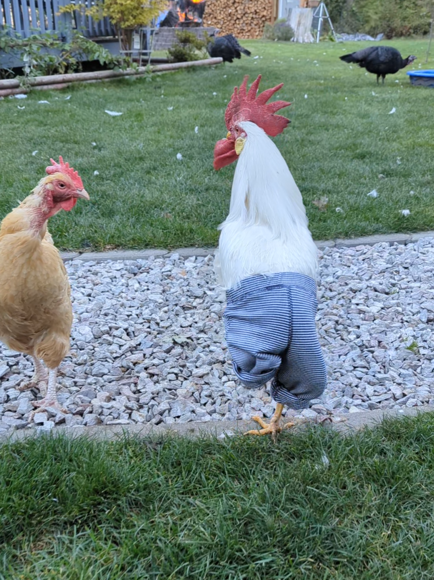 #fyp #chickensoftiktok  #hilarious #funnyanimals #pants 