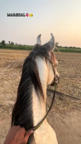 SAWA KING💞._____@احمد باجوہ ♕ #sultaniaawanclub #مارشل #unfrezzmyaccount #BAJWA #foryoupage #tentpeggging🐎 #CapCut #fyp @چوہدری معیز باجوہ 🔱 @چوھرئ عباد سعید باجوہ @Ch taلha dhool @چوہدری معظم باجوہ 