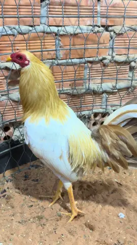 Hẹn ae 2 tháng nữa e sẽ ra sân biểu diễn 😍.@Sáng_Chùa_🐔_tre @Trại Gà Đức Nguyễn 