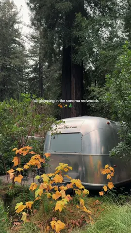 Fall is the perfect time to slow down and escape into the redwoods 🌲 I stayed in a vintage Airstream at AutoCamp Sonoma (also known as AutoCamp Russian River) for a cozy fall glamping trip. Located near Guerneville, it’s surrounded by redwoods, close to the Russian River, and just a short drive from the Sonoma Coast. @AutoCamp  #glamping #sonomacounty #fallgetaway #redwoods #californiafall 