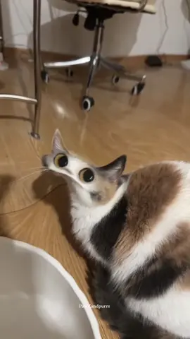 Goofy meowing cars. #catsoftiktok #goofycat  #catlovers #catsoftheday  #funnycats 