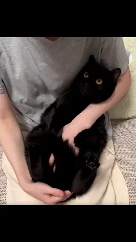 cT attraction sound meowing of void Kitty: cute void Kitty has different meowwwwo . #voidcat #meowing #catsound 
