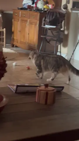 Fraulisch was hunting this morning and letting everyone know in the house. He was very proud. It was his favorite cat toy from #Chris the cat. #mainecoonsoftiktok #indoorcatlife 