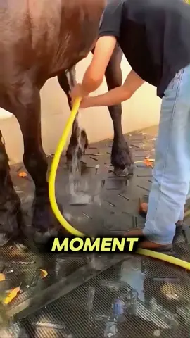 “Ride Freely, Live Fully 🐎✨” #RideFreely #HorsebackFreedom #EquestrianLife #HorseLovers #EquineAdventure #LifeOnHorseback