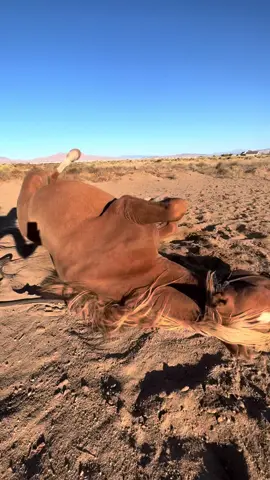 evening roll sesh with the dude  • • #horses #horsetok #horserescue #horsesoftiktoktok #horselovers 