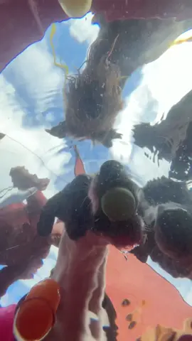 #dogsoftiktok #fyp #foryoupage 