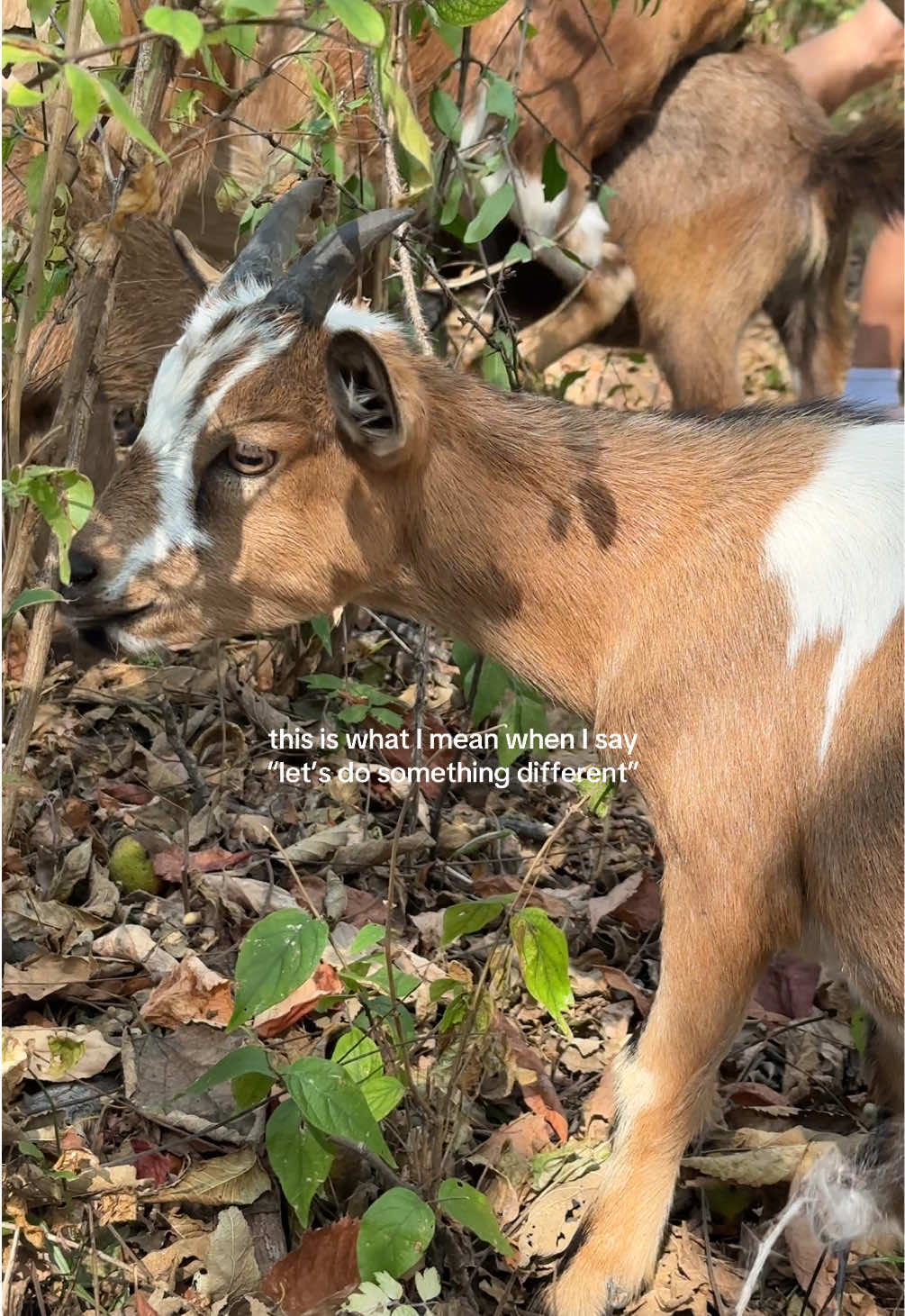 side quests are good for the soul 🐐🫶🏼 📍Gretta’s Goats, IL #chicagogoathike #sidequest #dateidea #granolagirl #chicagothingstodo 