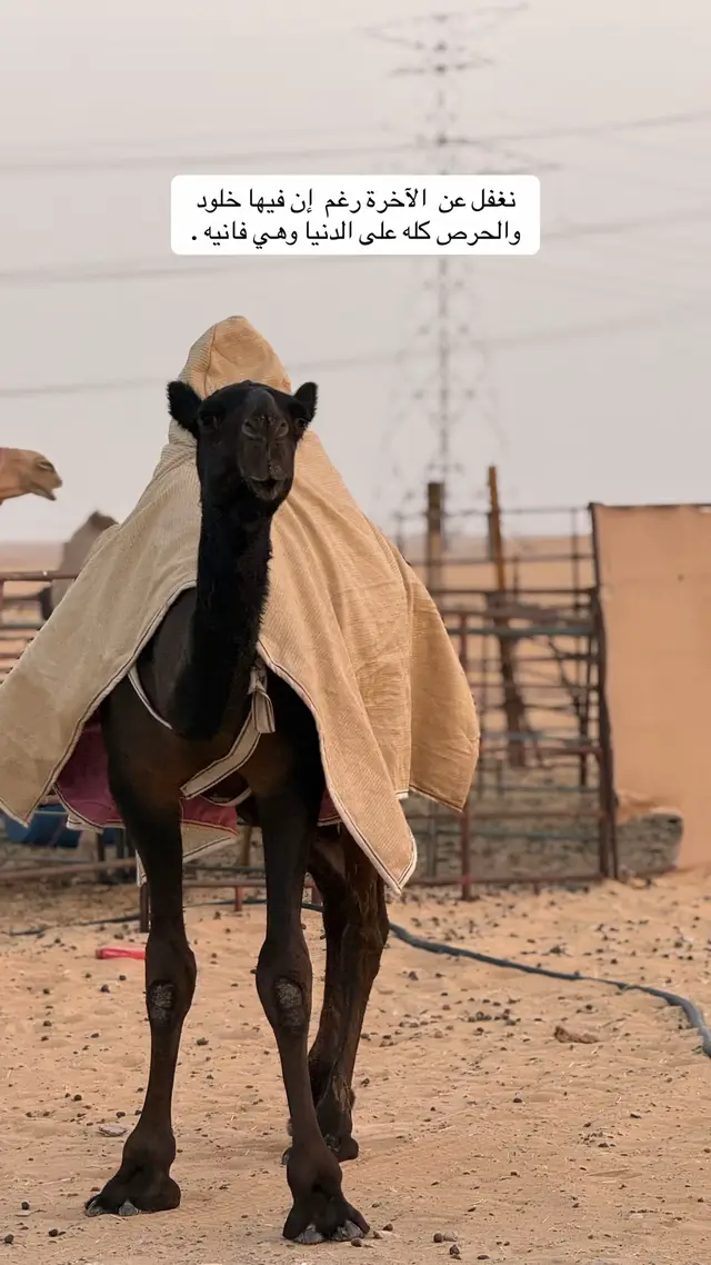 #اكسبلورexplore #صوره_وقصيده #يومياتي 