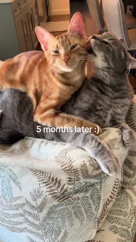 My older cat was getting too aggressive and possessive with me. Adding the little one to the mix completely changed that #orangecat #cat #kitten both were adopted from @The Cat House on the Kings 