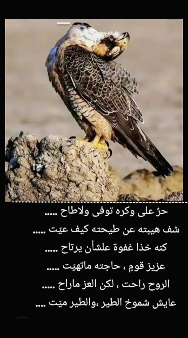 #اكسبلورexplore #CapCut #العراق_السعوديه_الاردن_الخليج_سوريا_مصر_السودان #يعقووب_اليماني_محب_البدو #اليمن 