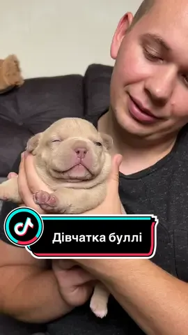 Цуценята американського буллі - дівчата #ambully #dogsofttiktok #americanbully #рекомендации 