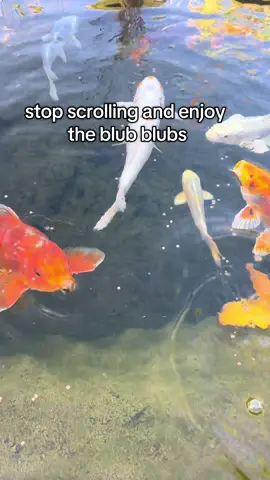 can’t get enough of the blub blubs! 🫧🫧🫧#koi #koipond #koifish #asmr #asmrsounds 