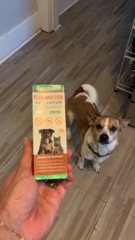 #dog #dogsoftiktok #doglover #tiktok #tiktokshop 