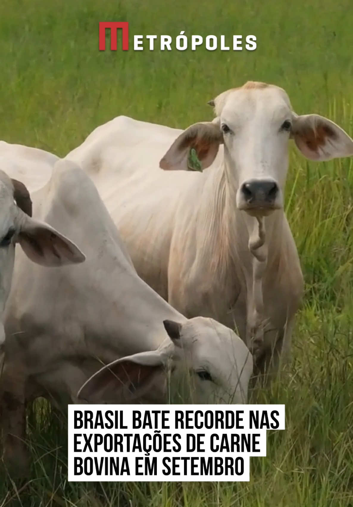 🐄  Apesar do tarifaço comercial imposto pelo governo norte-americano, que ajudou a derrubar as #exportações da carne bovina brasileira para os Estados Unidos em setembro, o país bateu recorde no mês passado, quando se analisa o volume total embarcado, incluindo outros países. Os dados foram divulgados nessa segunda-feira (6/10) pela Secretaria de Comércio Exterior (Secex) do Ministério do Desenvolvimento, #Indústria, Comércio e Serviços (MDIC). O volume exportado pelo Brasil em setembro foi de 314,7 mil toneladas, o que correspondeu a um aumento de 25,1% em relação ao mesmo período do ano passado. Trata-se de um recorde histórico para um único mês, superando a máxima anterior, de julho de 2025. O Brasil é o maior exportador global de carne bovina. O desempenho registrado no mês passado é explicado pelo aumento da diversificação dos embarques para outros destinos além dos EUA, como o México. Além disso, os frigoríficos brasileiros aumentaram as vendas para a China, que é a maior compradora da carne nacional. Em julho deste ano, ainda antes de o presidente dos EUA, Donald Trump, ampliar o tarifaço comercial, o Brasil exportou 276,9 mil toneladas de carne bovina, até então o maior volume já registrado. Em agosto, foram 268,6 mil toneladas. #tiktoknotícias 📹 Storyblocks