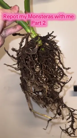 I love checking out what’s going on in the root ball✨✨✨🤣