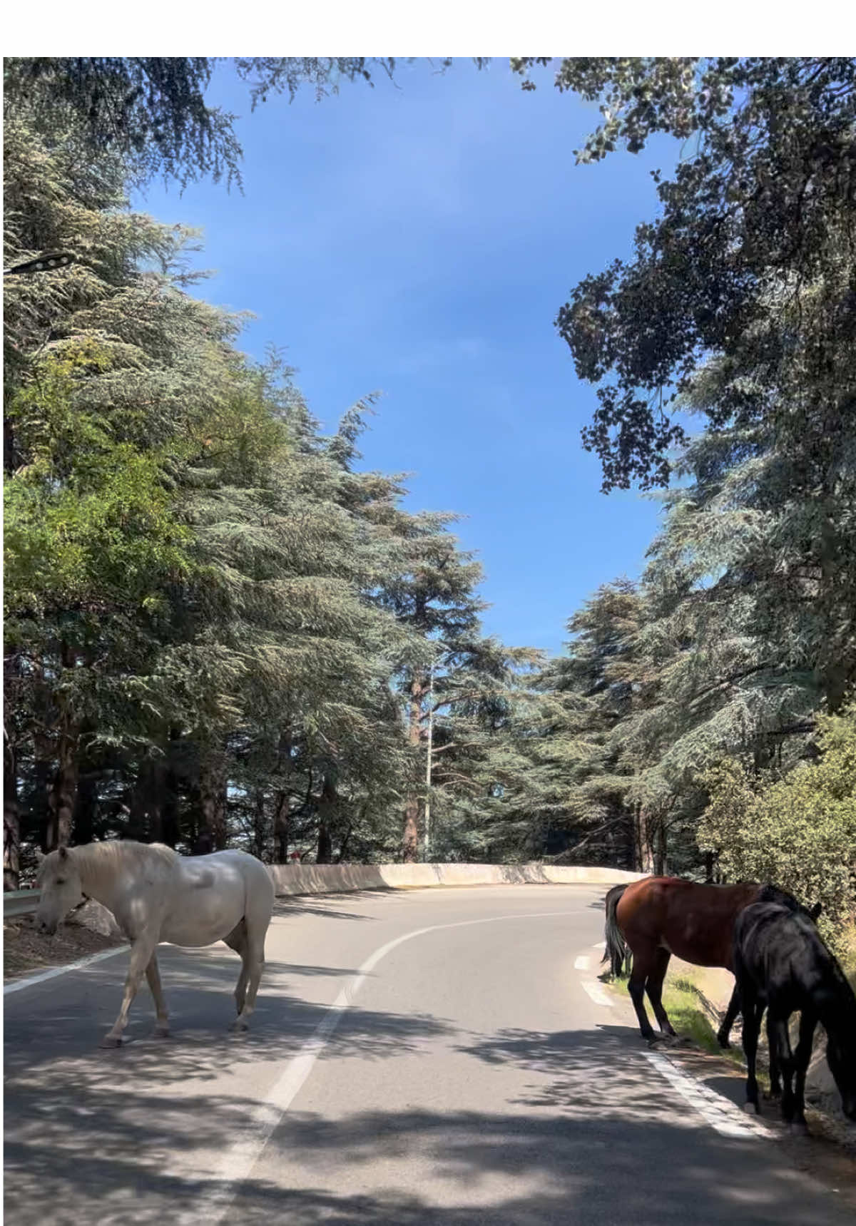 طبيعة جبال الشريعة 🥰#tiktokindia #pyyyyyyyyyyyyyyyyyyyyyyyyyyyyy #tik_tok #chrea #algeria 