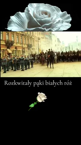 Rozkwitały pąki białych róż Wróć Jasieńku z tej wojenki wróć Wróć ucałuj jak za dawnych lat Dam ci za to róży najpiękniejszy kwiat Wróć ucałuj jak za dawnych lat Dam ci za to róży najpiękniejszy kwiat Kładam ja ci idącemu w bój Białą różę za karabin twój Nimeś odszedł Jasiuleńku stąd Nimeś próg przestąpił kwiat na ziemi zwiądł Nimeś odszedł Jasiuleńku stąd Nimeś próg przestąpił kwiat na ziemi zwiądł Już przekwitły pąki białych róż Przeszło lato jesień zima już Cóż ci teraz dam Jasieńku hej Gdy z wojenki wrócisz do dziewczyny swej Cóż ci teraz dam Jasieńku hej Gdy z wojenki wrócisz do dziewczyny swej #🇵🇱