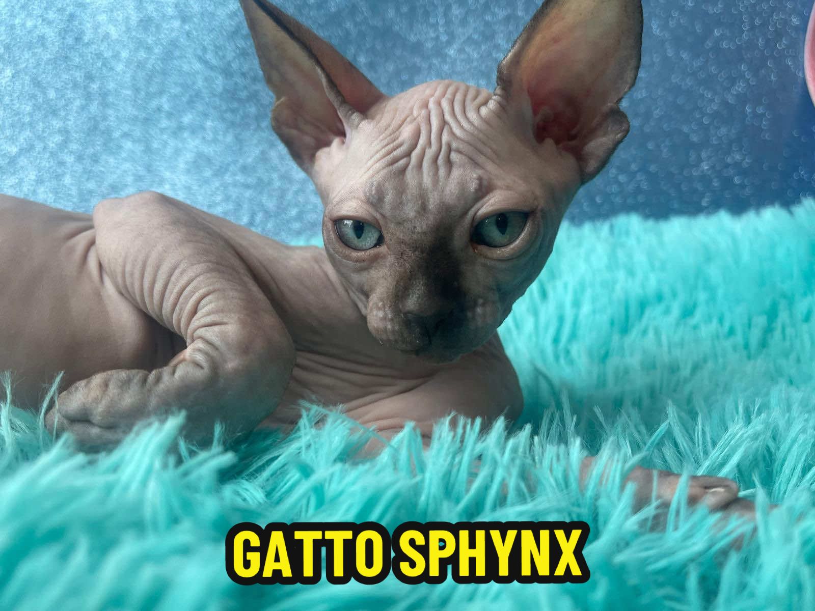 Vi presento i miei gatti preferiti ,il gatto sphynx 🥹 #animalbreeding  #gatto #sphynx #animali #animalidomestici 