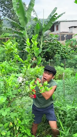 Shashimi2025 but wait, this fruit has a problem#shashimi2025 #mukbangeatingshow 
