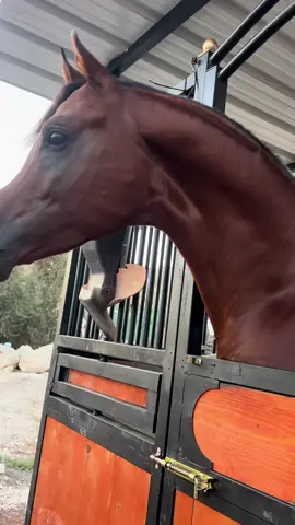 #אופנועיםזהאהבה😍🏍💉 #سراب #tmax560 #صورباهر_الشامخه🦅👑 #tiktok 