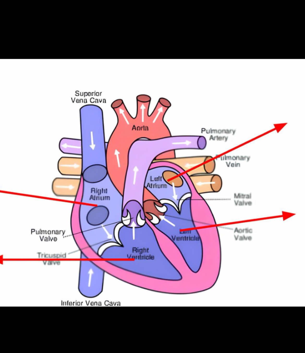 Tim có đập liên tục không? Hãy xem 1 chu kì hoạt động của nó #xuhuong #LearnOnTikTok #thuchanhgiaiphau 