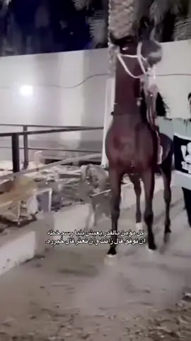 الشيخ ماجيك ميمون🤍.  #خيل#ماجيك_ميمون#الاحساء#اكسبلورexplore 