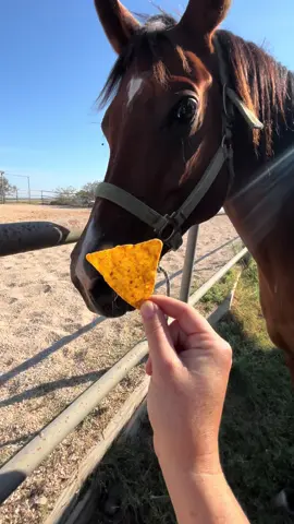 ‼️CAPTION‼️ a single Dorito will NOT hurt honse. I promise yall I would never give him something I know would hurt him or make him sick. I’ve been seeing a lot of comments with people worried. Rohan is very healthy and gets regular vet care. As always, before giving a horse any treat be sure you know their digestive health and what they can safely consume. Rohan does not get treats like this very often. Apart from what yall see on TikTok he only gets horse specific treats. I will also mention that a lot of his drink videos are actually very watered down, such as his juice and “lemonade”. I also use stevia for a low sugar option. I get a good laugh out of some of yalls requests though! I love Rohan too much to put him in danger for a TikTok.  #horses #horse #horsetok #fyp #foryou 