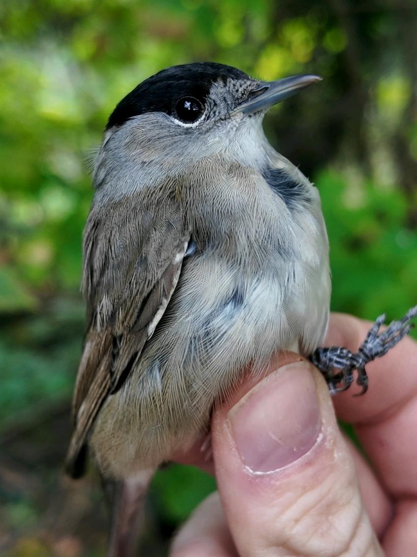 Fat bird appreciation. #birds #Science #fyp #nature #Outdoors 