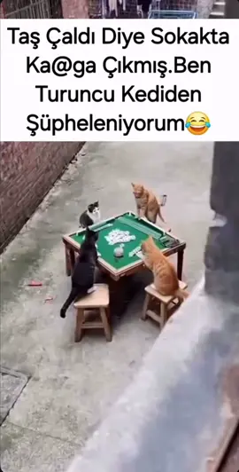 #sokakhayvanları #sokakhayvanları #istanbul🇹🇷 