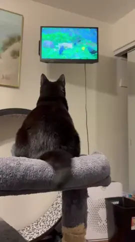 shh Xena's show is on 😸😸😹 Xena has been a bit depressed after Mr. Lasagna crossed the rainbow bridge. We've been trying to give her more attention but nothing was helping till we found this YT channel  #blackcatsoftiktok🖤 #mygirlxena #catsoftiktok #catmomlife #cattv 