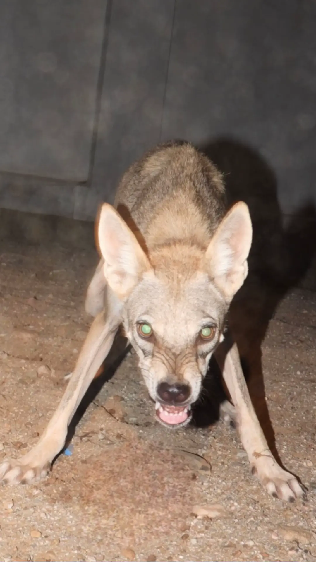 #غميقة_الغاله_الليث_القنفذه #الذيب 