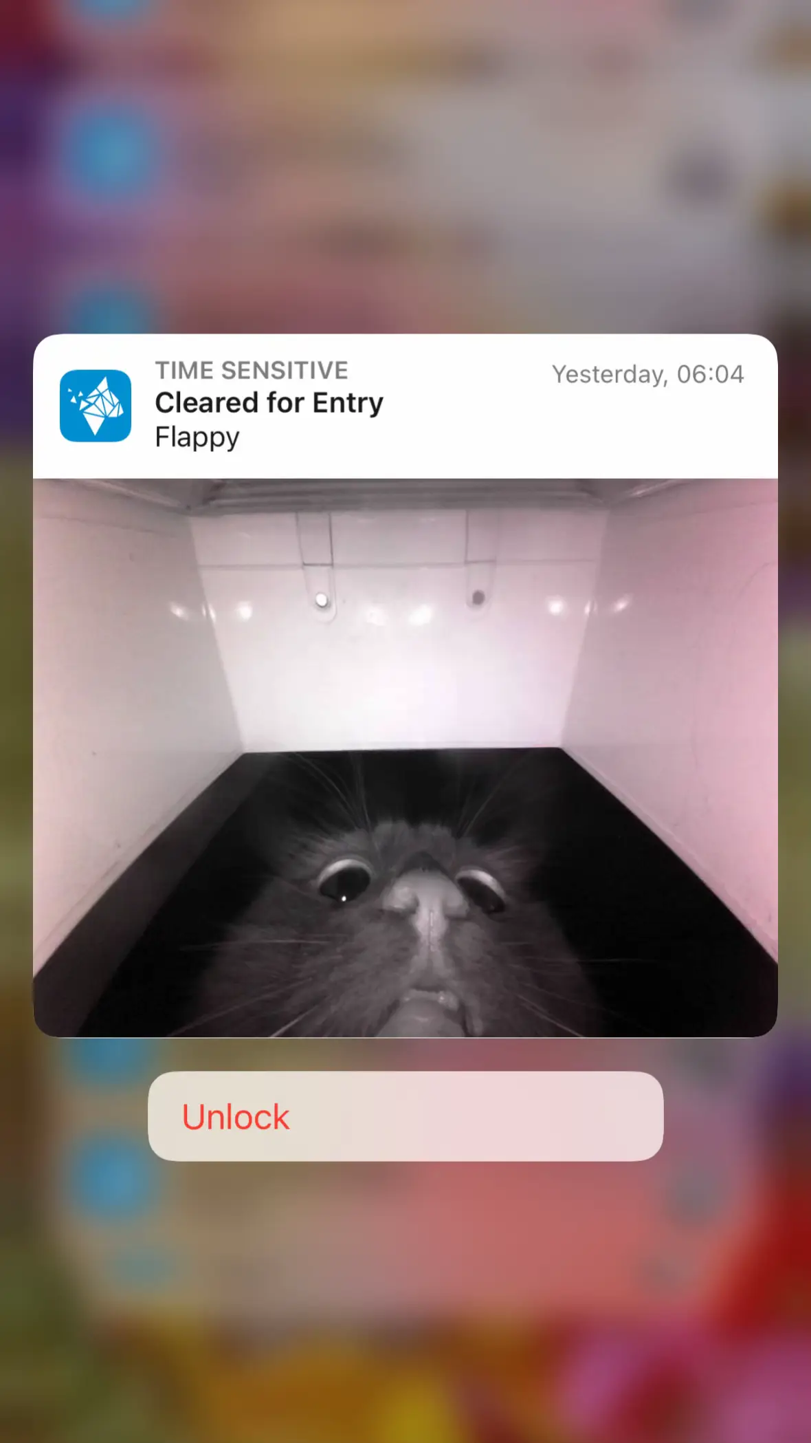 #catsoftiktok #PetsOfTikTok #catflapchronicles #onlycat #cats 